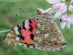 Schmetterling Distelfalter; Bild: BUND-Bawü