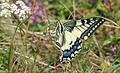 Schmetterling Schwalbenschwanz; Bild: Walter Schön