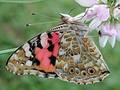 Schmetterling Distelfalter; Bild: BUND-Bawü
