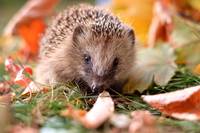 Igel im Laub, Foto: Superingo / fotolia.de