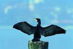 Kormoran, sich an der Sonne trocknend