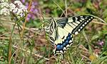 Schmetterling Schwalbenschwanz; Bild: Walter Schön